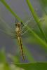 Orthetrum cancellatum